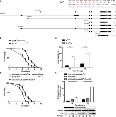 Drosophila Ectoderm-expressed 4 modulates JAK/STAT pathway and protects flies against Drosophila C virus infection